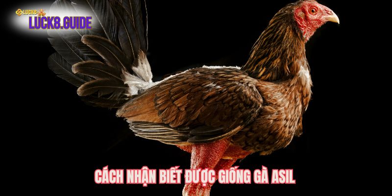 cach nhan biet duoc giong ga asil Cách nhận biết được giống gà Asil
