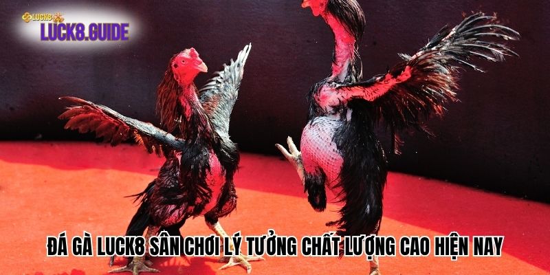 Đá Gà Luck8 Sân Chơi Lý Tưởng Chất Lượng Cao Hiện Nay