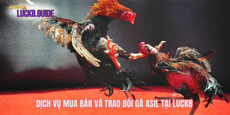 dich vu mua ban va trao doi ga asil tai luck8 Dịch vụ mua bán và trao đổi gà Asil tại Luck8