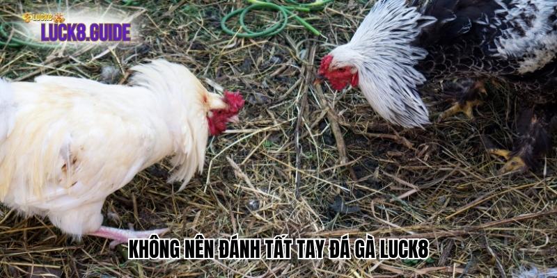 khong nen danh tat tay da ga luck8 Không nên đánh tất tay đá gà Luck8