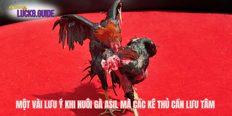 mot vai luu y khi nuoi ga asil ma cac ke thu can luu tam Một vài lưu ý khi nuôi gà Asil mà các kê thủ cần lưu tâm