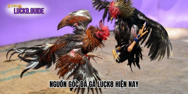 nguon goc da ga luck8 hien nay Nguồn gốc đá gà Luck8 hiện nay