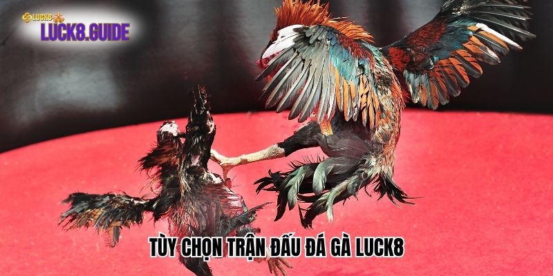 tuy chon tran dau da ga luck8 Tùy chọn trận đấu đá gà Luck8