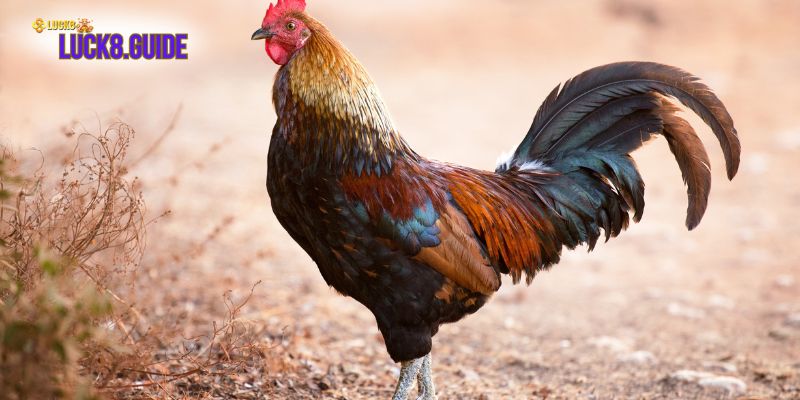 33 loai ga than ke 1 Thần kê 2 phao câu