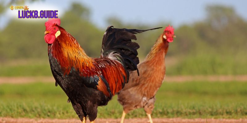 33 loai ga than ke 2 Thần kê tử mị – 33 loại gà thần kê