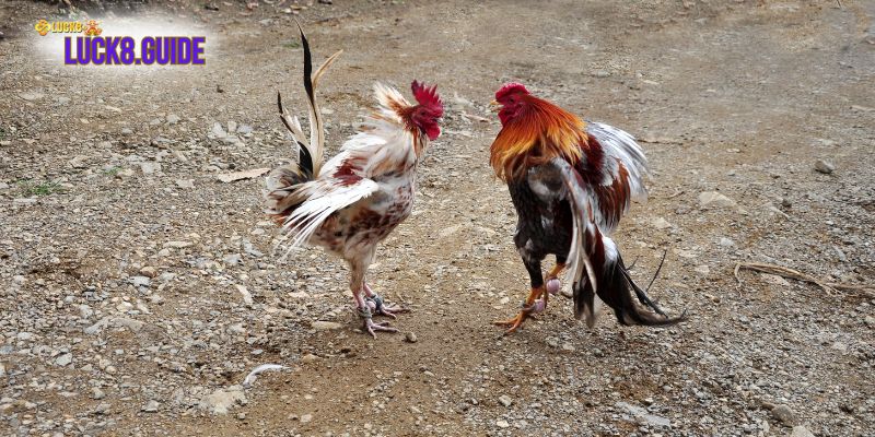 da ga thomo luck8 (1) Một số kinh nghiệm chơi đá gà Thomo tại Luck8