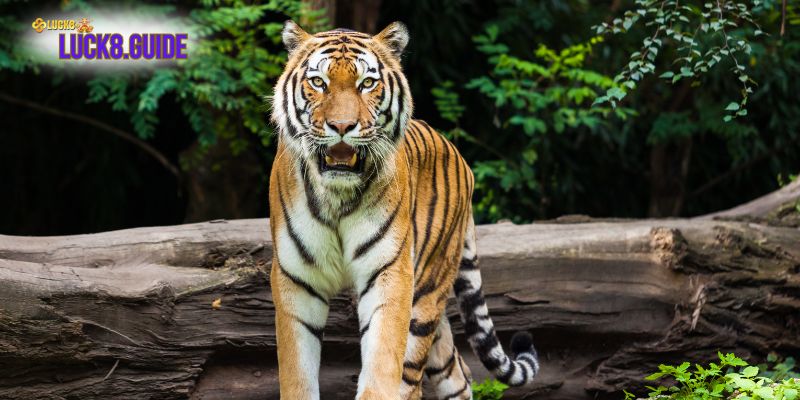 mo thay ho 2 Giải mã tất cả những trường hợp có thể xảy ra khi mơ thấy hổ