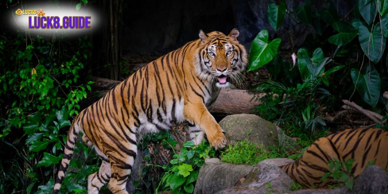 mo thay ho Mơ thấy hổ đánh con gì để kiếm được khoản tiền lớn